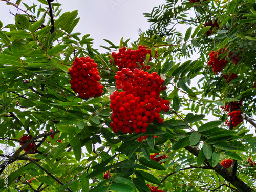 Red bunches of ripe scarlet rowan berries background. Autumn. Green Gardening. nature. Mountain-ashes. Genus Sorbus. Producer medicinal jam. Ecology. Bush. Fall. tree. Homeopathic medicine concept. photo