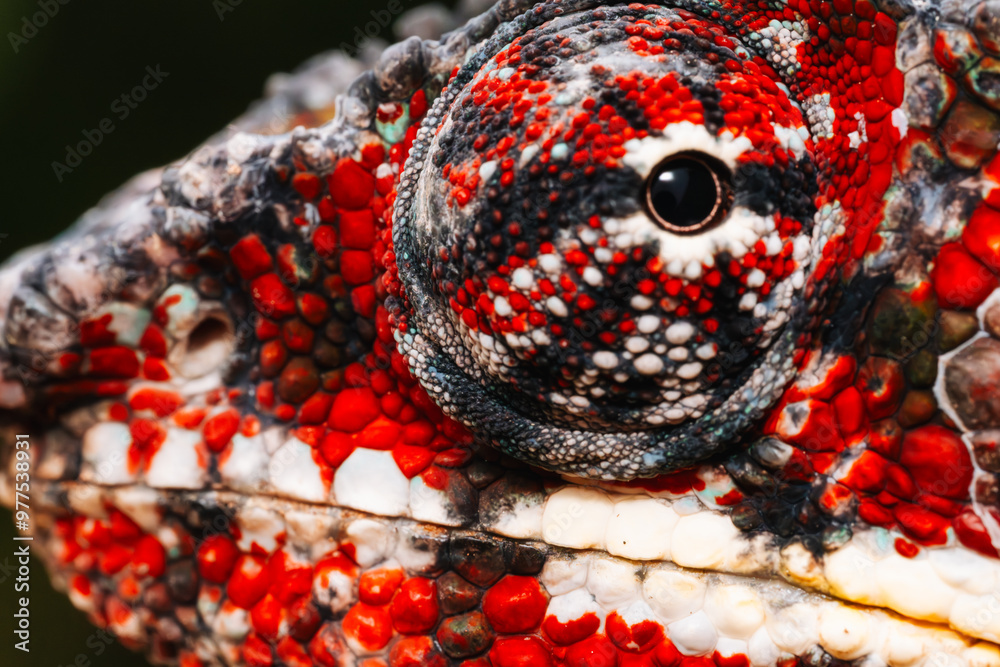 Chameleon eye macro, details of red skin