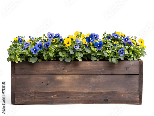 A wooden planter box filled with vibrant blue and yellow pansies, isolated on a white background.