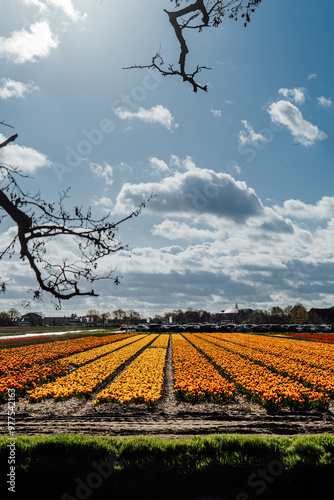 Keukenhof, fields of tulips