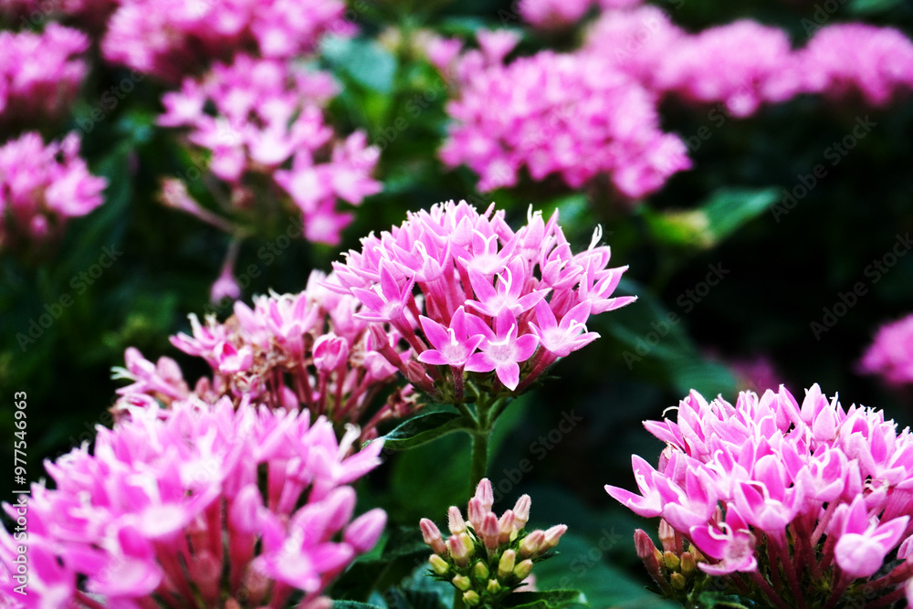 Pictures of flowers in the park
Close-up photos of seasonal flowers Pictures of flowers in the park
Close-up photos of seasonal flowers
