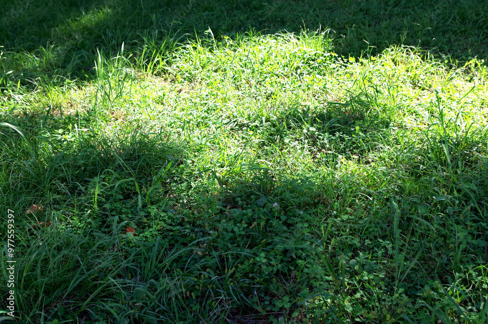 Obraz premium Pictures of bright green grass. Close-up photos of seasonal grasses.