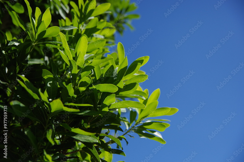 Pictures of bright green grass.
Close-up photos of seasonal grasses. Pictures of bright green grass.
Close-up photos of seasonal grasses.
