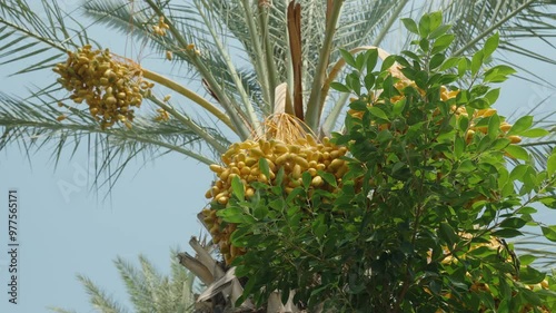 Palm tree heavy with clusters of golden Dates, surrounded by green foliage, basking in the bright sunlight. photo