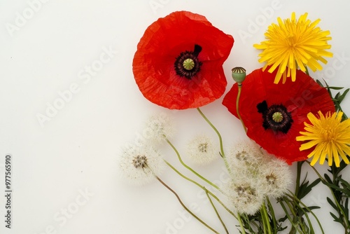 Billy Buttons and red rununculas are featured among a vivid bouquet of flowers on a white background photo