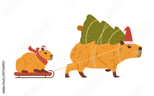 Cute capybara in Santa's hat carries tied Christmas tree on it's back and a baby capybara on a sled flat vector illustration isolated on white.
