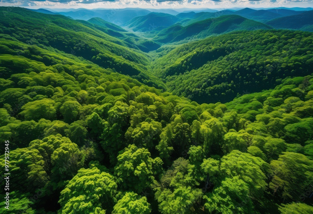 Obraz premium stunning aerial perspective showcasing expansive lush green forests under clear blue skies, view, trees, canopy, nature, landscape, horizon, foliage
