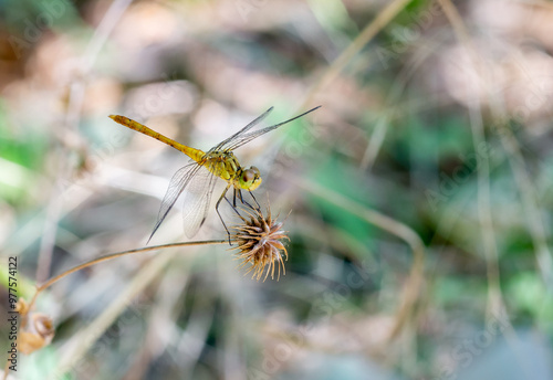 Dragonfly closeup resting on limb