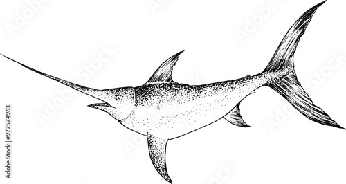 Swordfish vector - Ocean life fish illustration