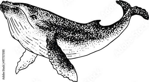 Whale vector - vintage hand drawn illustration