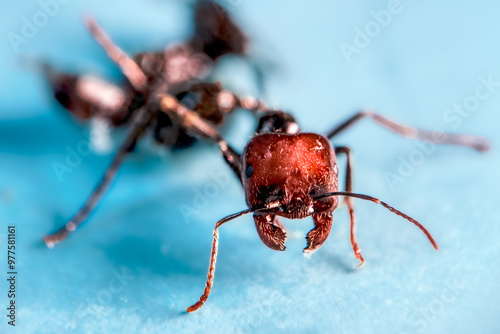 ant on macro