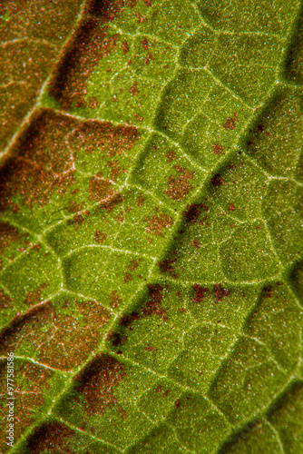 green leaf texture