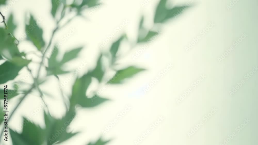 Soft focus leaves blowing gently in the wind on a light background

