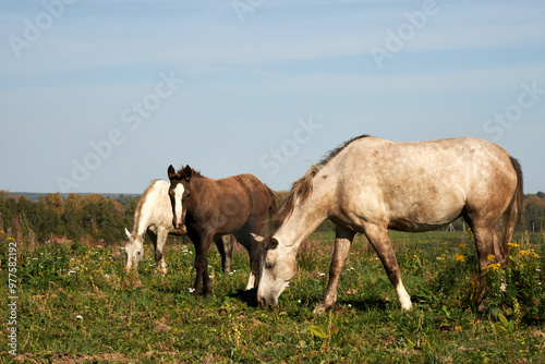 White horses grazing in a field on a sunny summer day