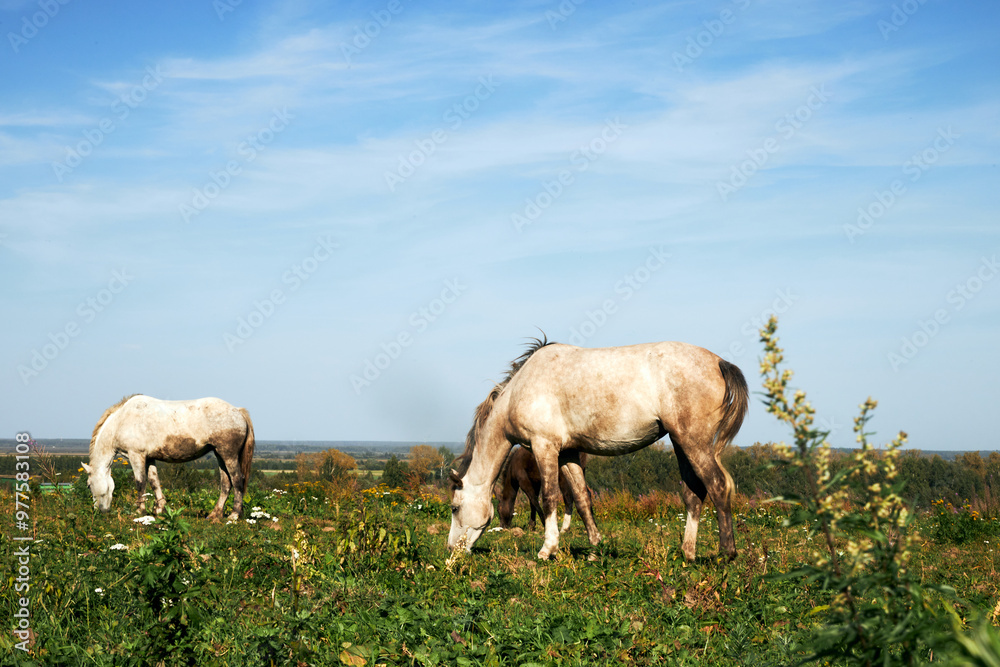 White horses grazing in a field on a sunny summer day White horses grazing in a field on a sunny summer day