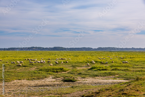 Les Agneaux Prés-Salés de la Baie de Somme photo