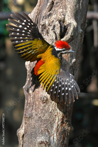 Common flameback, Common goldenback woodpecker birdwatching in the forest.