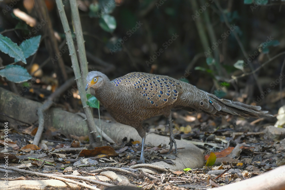 Grey Peacock-pheasant find food on the ground birdwatching in the forest. Grey Peacock-pheasant find food on the ground birdwatching in the forest.
