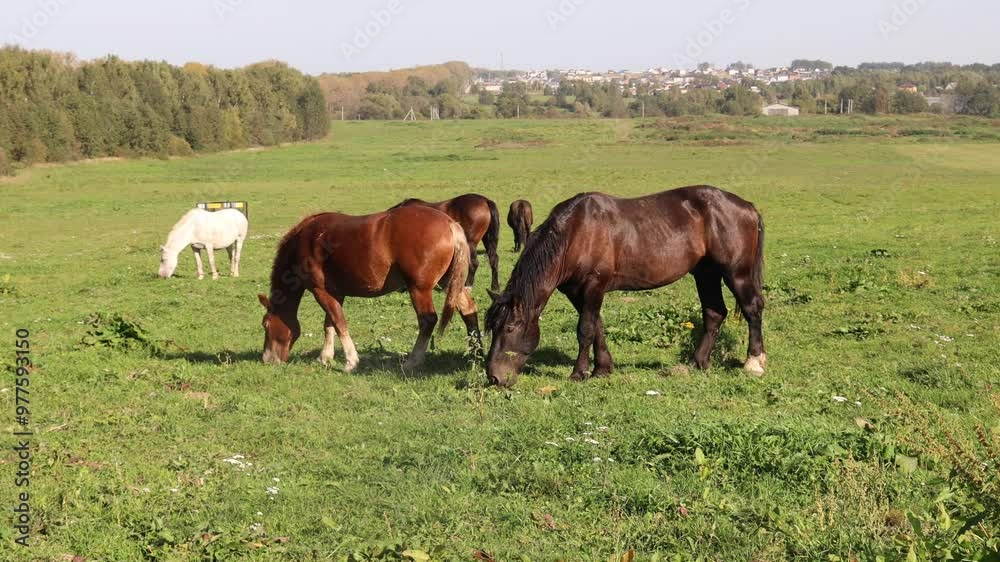 horses grazing in a field on a sunny summer day horses grazing in a field on a sunny summer day