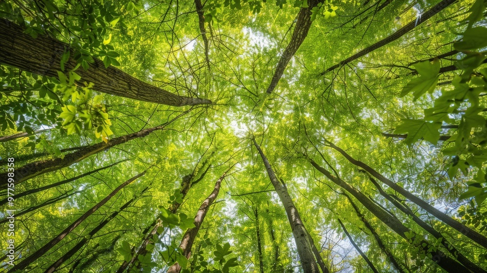 Forest canopy from below, looking up at the tall trees Forest canopy from below, looking up at the tall trees