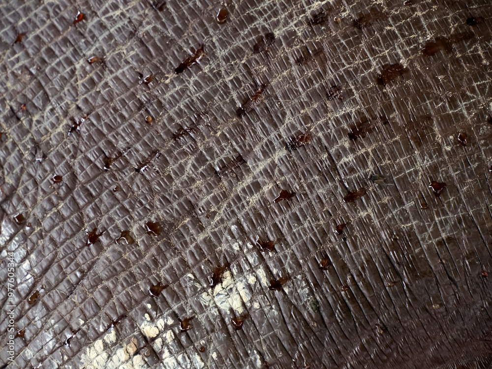 Fototapeta premium detail of skin of Hippo that live free in the rivers and lakes of Colombia