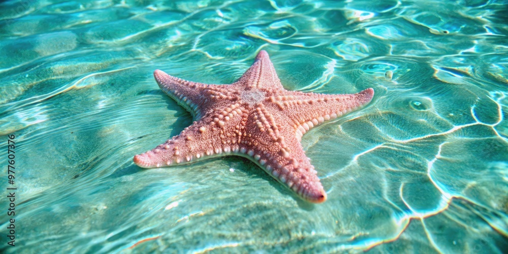 A starfish lies in the shallow and clear sea water. A starfish lies in the shallow and clear sea water.