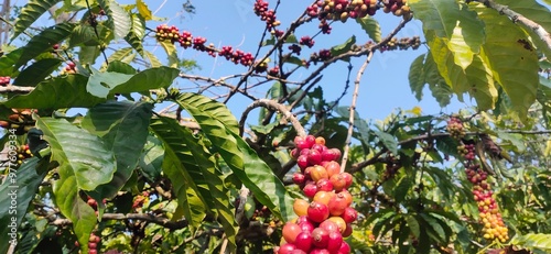 Red coffee beans on a branch of a coffee tree in an Indonesian mountain. photo