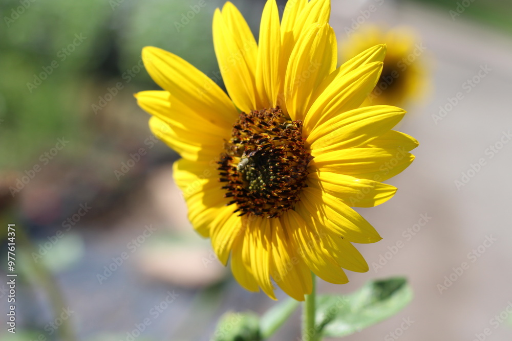 Obraz premium Spring flowers