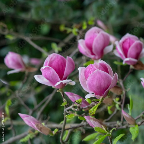 A close-up photo of a pink tulip-shaped magnolia flower.
