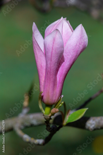 Magnolia pink flowers on flowering magnolia tree background.