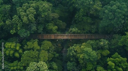 Aerial View of a Wooden Bridge Over Lush Green Canopy