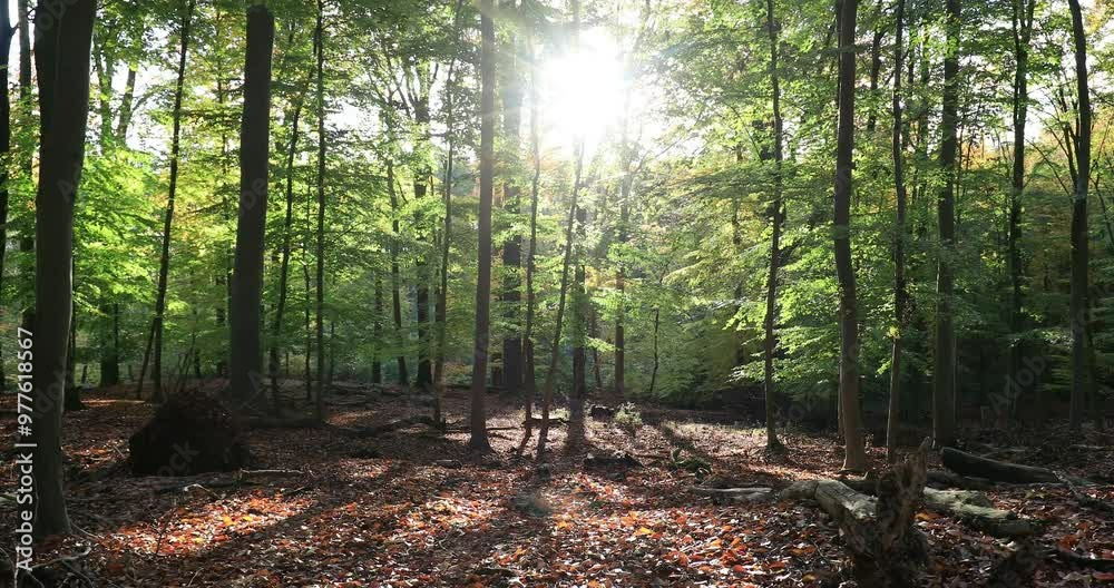 Langsame Bewegung durch den Wald mit Sonnenlicht und Gegenlicht strahlt Ruhe aus