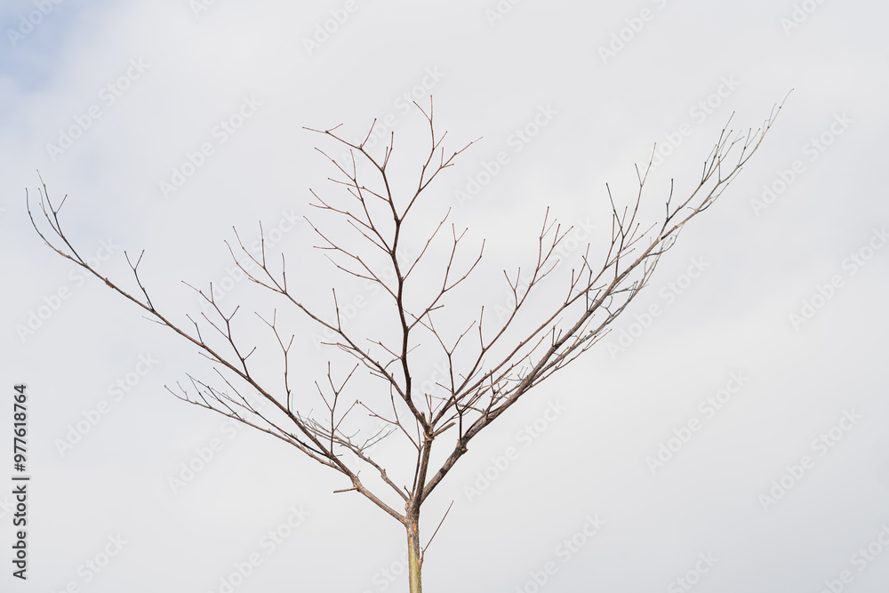 Bare Tree Branches Against Cloudy Sky Bare Tree Branches Against Cloudy Sky