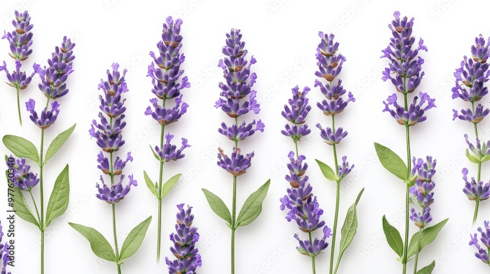 Naklejka premium Beautiful lavender flower pattern with soft purples and greens, botanical style