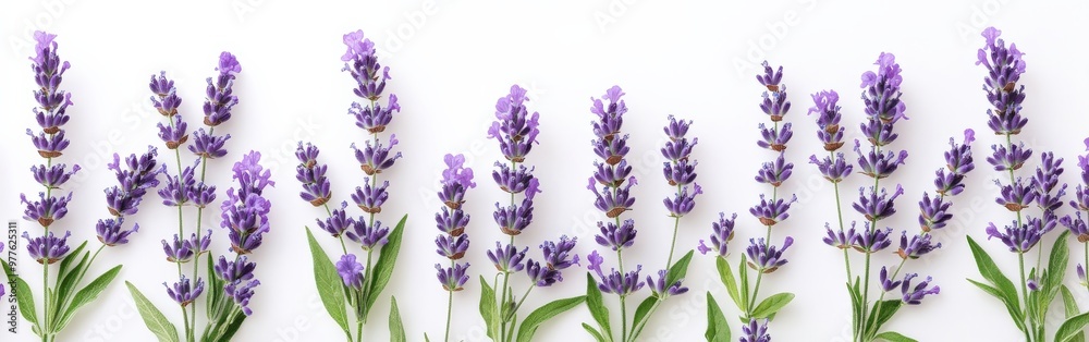 Beautiful lavender flower pattern with soft purples and greens, botanical style Beautiful lavender flower pattern with soft purples and greens, botanical style