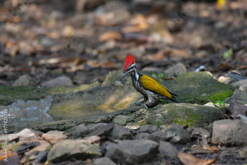 Common flameback, Common goldenback woodpecker birdwatching in the forest. photo