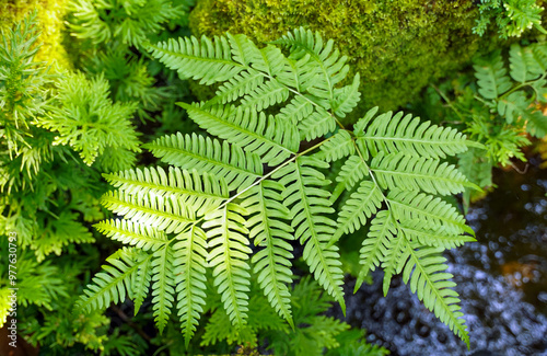 Paco fern leaves on the green background of the tree are feathery compound leaves. It is light green and when mature it becomes dark green. Young shoots are popularly used for cooking.
