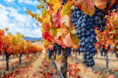 A vineyard with a bunch of grapes hanging from the vines