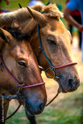 Mongolian horse in Danshig Naadam and Khuree Tsam festival, joined the festival for racing or archery competition photo