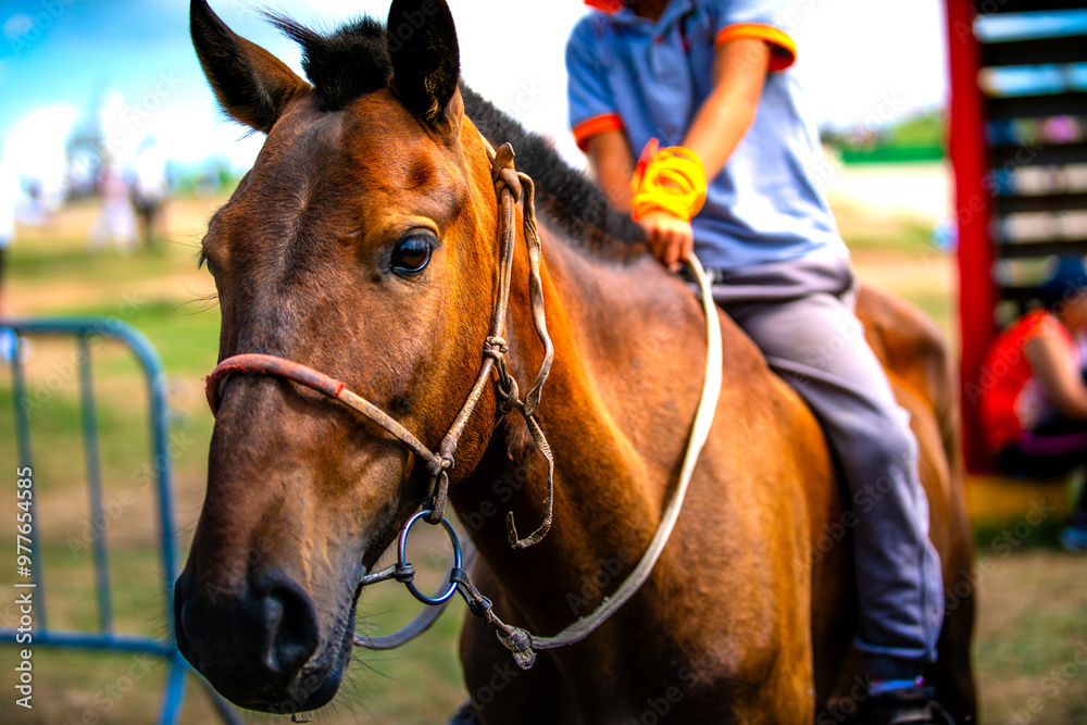 Obraz premium Mongolian horse in Danshig Naadam and Khuree Tsam festival, joined the festival for racing or archery competition