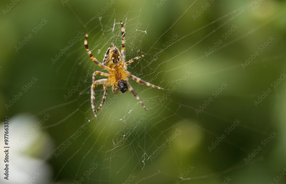 spider eats its prey, spider in web with green background, spider in cobweb, Spider in spider web spider eats its prey, spider in web with green background, spider in cobweb, Spider in spider web