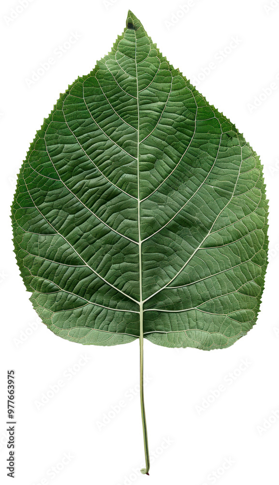 PNG Medallion leaf herbal plant herbs. PNG Medallion leaf herbal plant herbs.