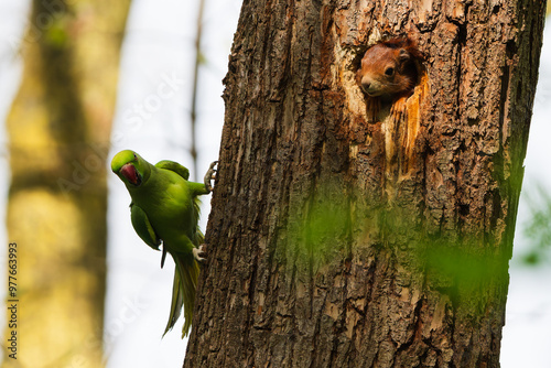 Ring-necked parakeet attacks a squirrel in a tree hole.