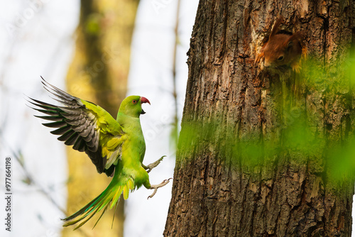 Ring-necked parakeet attacks a squirrel in a tree hole.