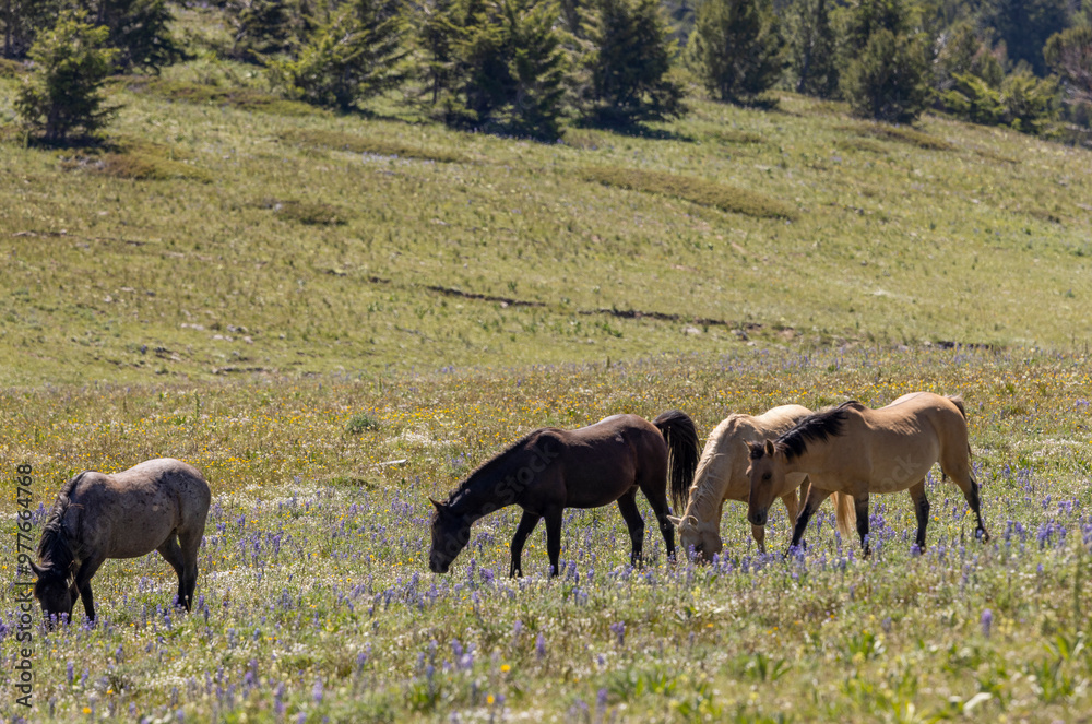 Wild Horses in Summer in the Pryor Mountains Montana Wild Horses in Summer in the Pryor Mountains Montana