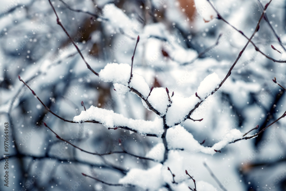 snow covered tree branch in forest during snowfall snow covered tree branch in forest during snowfall