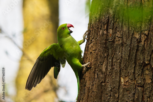 Ring-necked parakeet on a tree in the park.
