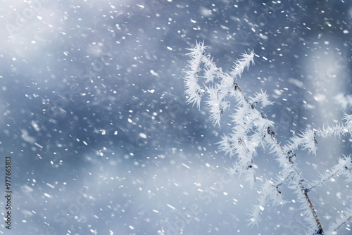 Fotografie winter background with frost covered tree branches during heavy snowfall on blur