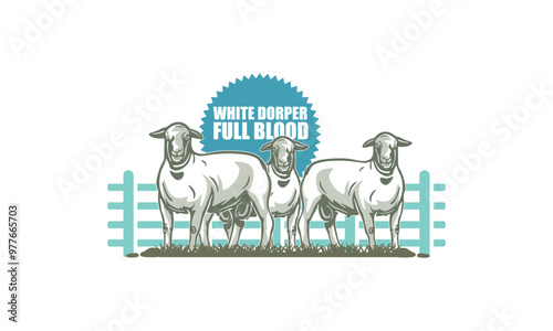 white dorper sheep full blood poster, silhouette of healthy ram standing vector illustrations photo