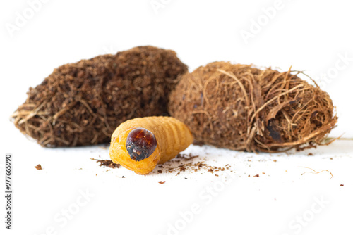 larva and pupa of red weevil, an insect that eats palm trees photo